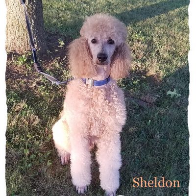 Sheldon_08-05-2020_c